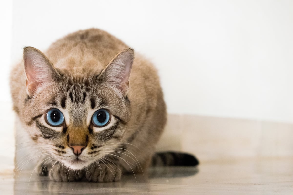 Cute Brown Cat